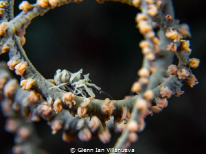 This is a photo of a whipcoral shrimp in its natural habi... by Glenn Ian Villanueva 